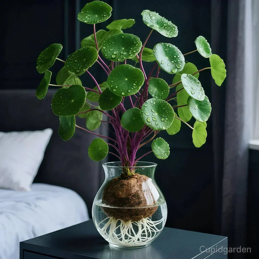 Stephania Erecta Kamerplant – Onderhoudsvriendelijke Sierplant met Uniek Caudex voor Woonkamer, Kantoor of Vensterbank
